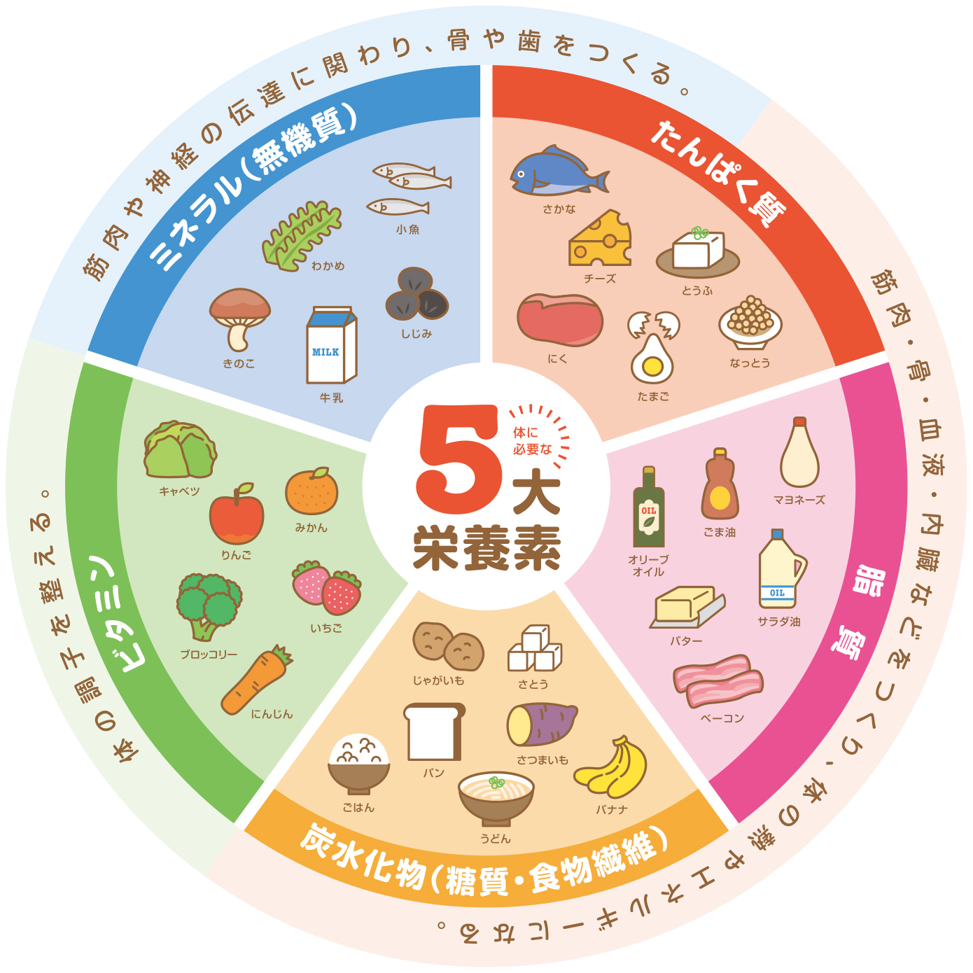 【ダイエット】エネルギー生産に関わる重要な栄養素について知ろう【夏バテ防止】