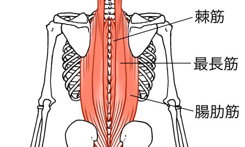 ピラティスで学べる「脊柱の分節的運動」とは？何に役立つの？