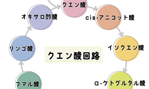 体のエンジン！生体エネルギー機構（代謝系）について知ろう➁