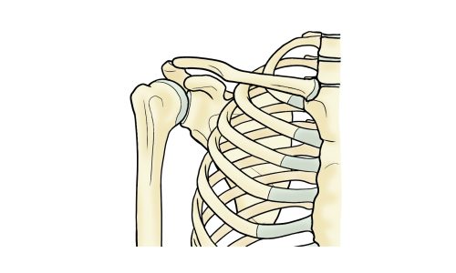 肩関節複合体について～最も複雑で不安定な関節